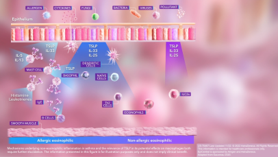 Epithelial cytokines in the inflammatory cascade - 3D animation