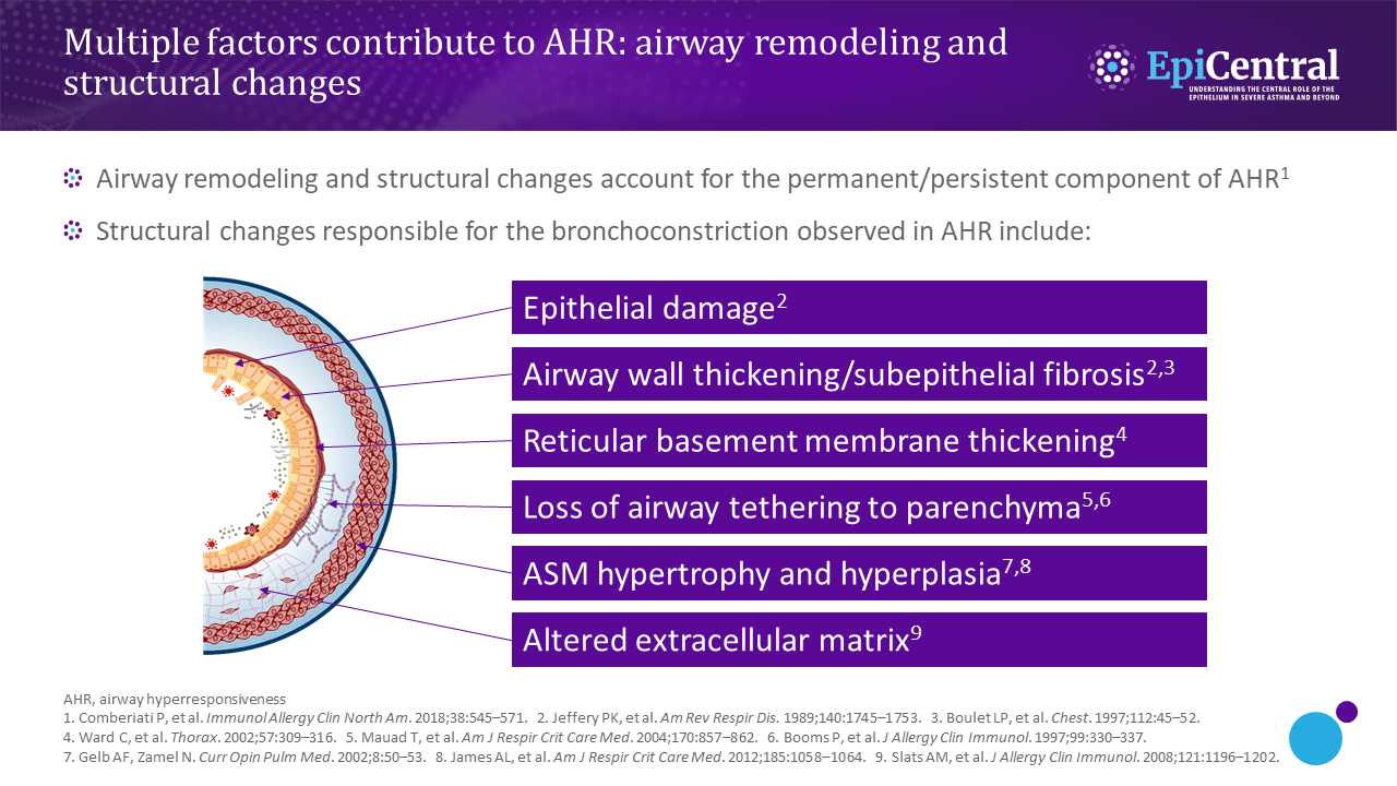 Airway remodelling infographic