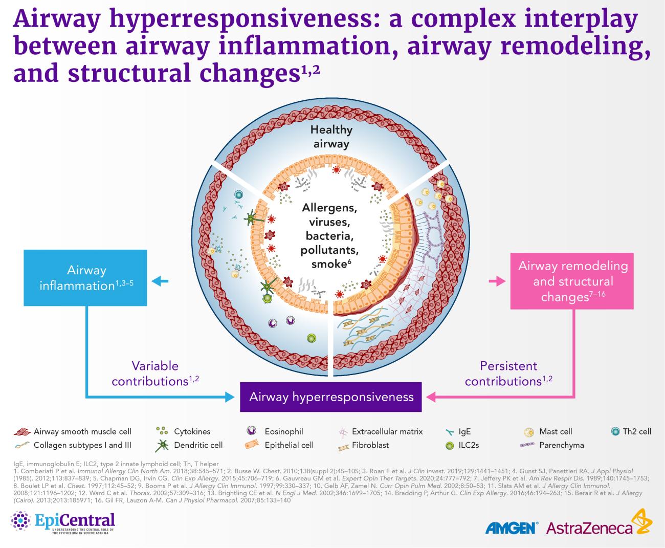 A summary of the complex interplay between airway inflammation, airway remodeling, and structural changes in airway hyperresponsiveness