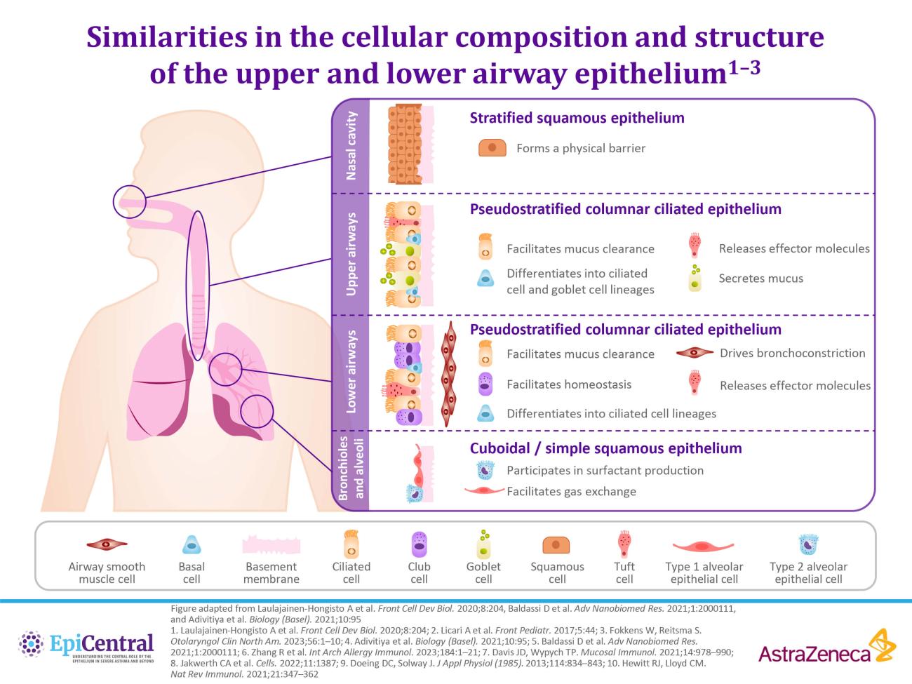Similarities in the cellular composition and structure of the upper and lower airway epithelium