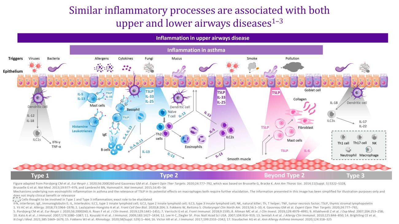 Similar inflammatory processes are associated with both upper and lower airways diseases